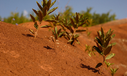 Maximizing agricultural productivity in a sustainable manner