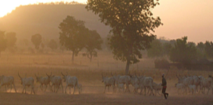 Africa’s pastoralists: A new battleground for terrorism