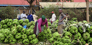 Building resilient and inclusive food markets