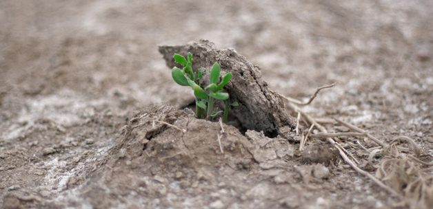 A new agriculture for food security