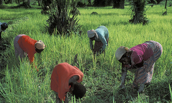 Climate adaptation mechanisms serve the rich