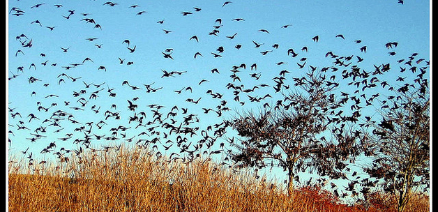 Blackbirds at dusk by moonjazz