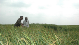 Let science serve farmers