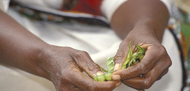 Women shelling peas by World Bank
