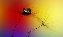 The thick end of social entrepreneurship’s thin means