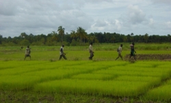Commitments after the 'rice crisis' pay off 
