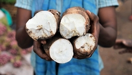 PPPs in Uganda: start with farmers' knowledge
