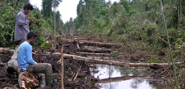 What's at stake in Borneo / Rainforest Action Network via flickr