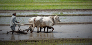 The water-energy-food nexus: an essential tool for sustainable investment