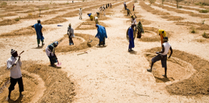 Agricultural policy to stem migration: A look at Syria and the Sahel