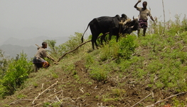 Livelihoods at risk: what underpins our actions?