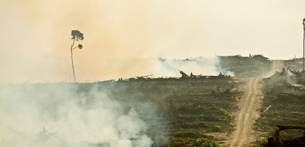 Cargill's Problems With Palm Oil / David Gilbert/RAN Rainforest Action Network via flickr