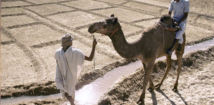 Combating scarcity