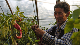 Employment is the key to food security