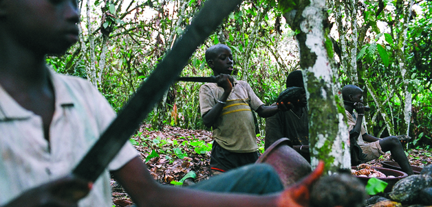 Young farm labourers harvesting cocoa in Côte d’Ivoire.